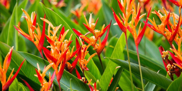 As 4 plantas mais resistentes para cultivar em regiões chuvosas