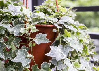 As 6 melhores plantas para eliminar odores e renovar o ar da casa