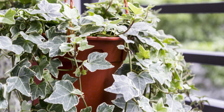 As 6 melhores plantas para eliminar odores e renovar o ar da casa