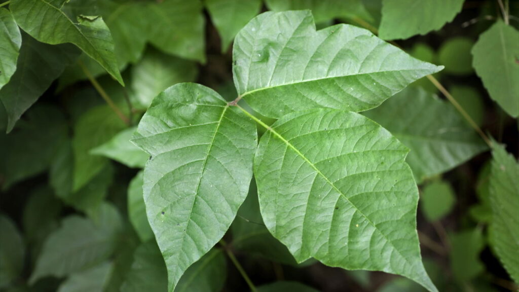 As 3 plantas que atraem cobras e não devem estar no quintal