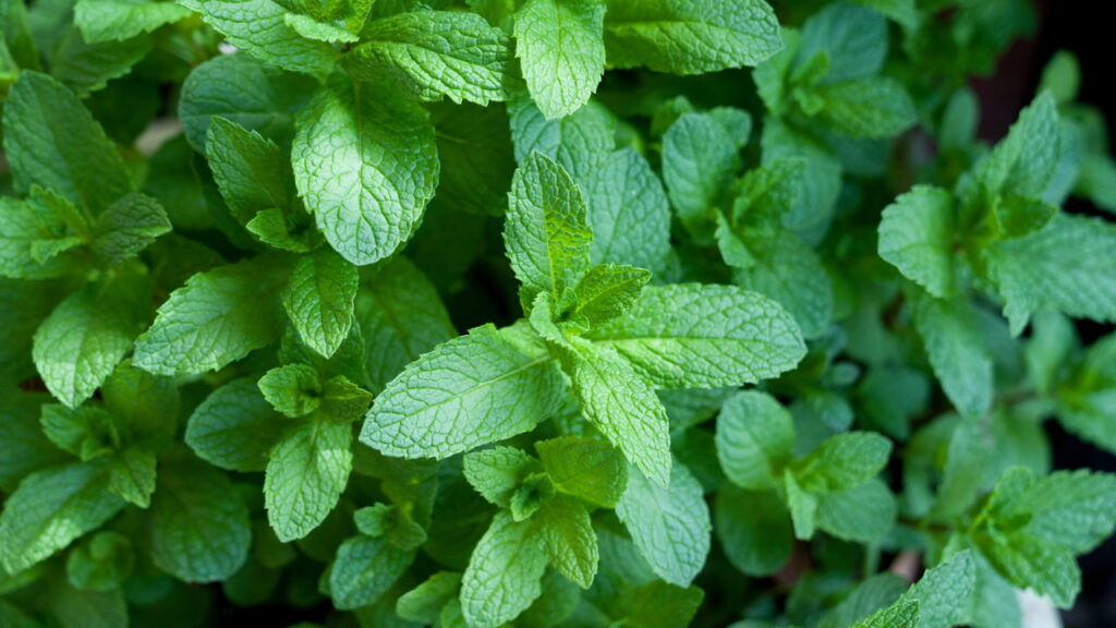 As 3 melhores plantas que mantêm as formigas bem longe