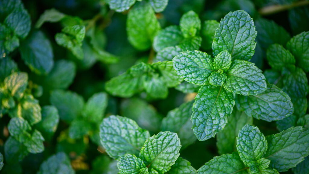 3 plantas poderosas que afastam baratas e formigas naturalmente