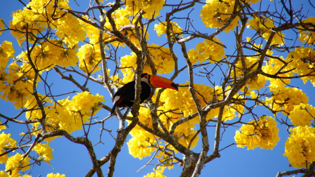 As 6 melhores plantas para atrair pássaros no seu quintal