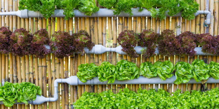 As 3 melhores plantas para montar um jardim vertical duradouro