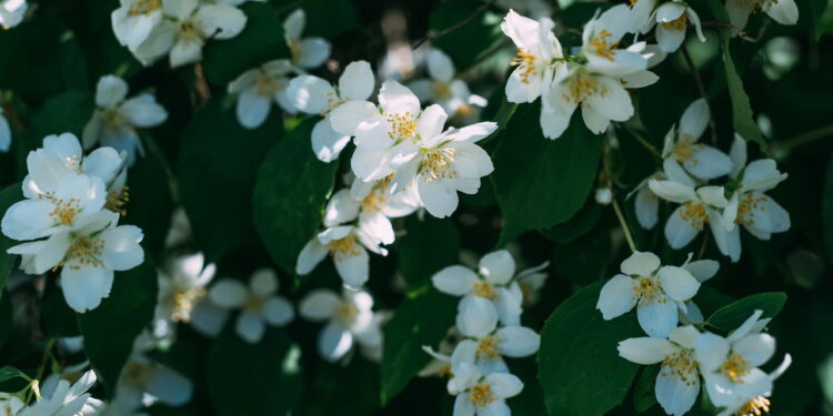 Essas dicas são essências se você quer ter uma plantação linda de jasmim