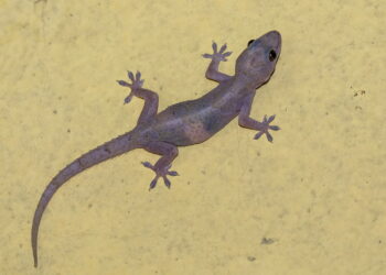 4 remédios caseiros naturais para remover lagartixas de sua casa