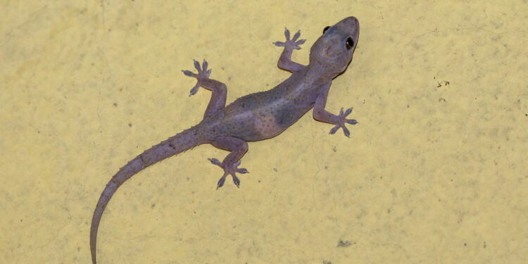 4 remédios caseiros naturais para remover lagartixas de sua casa