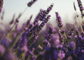 Essa planta aromática pode transformar o clima da sua casa