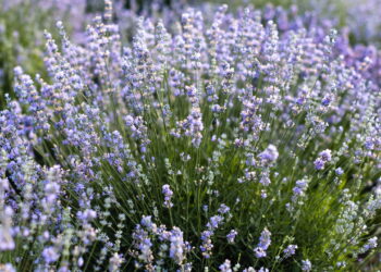 Uma fragrância distinta e flores marcantes essa erva é ótima para a saúde e cultivo
