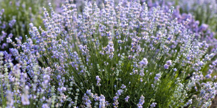 Uma fragrância distinta e flores marcantes essa erva é ótima para a saúde e cultivo