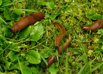 7 plantas que ajudam a se livrar de lesmas sem usar produtos químicos