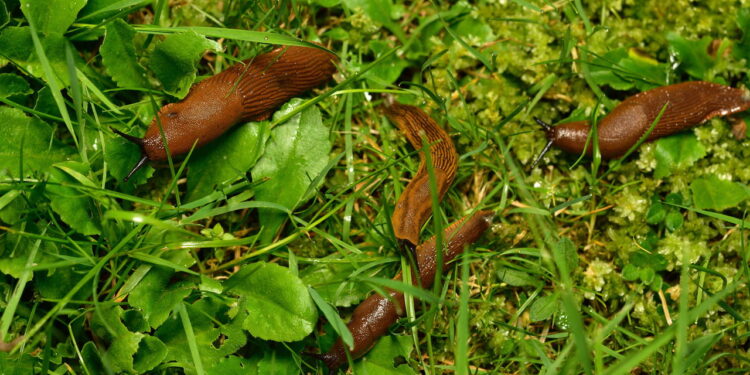 7 plantas que ajudam a se livrar de lesmas sem usar produtos químicos