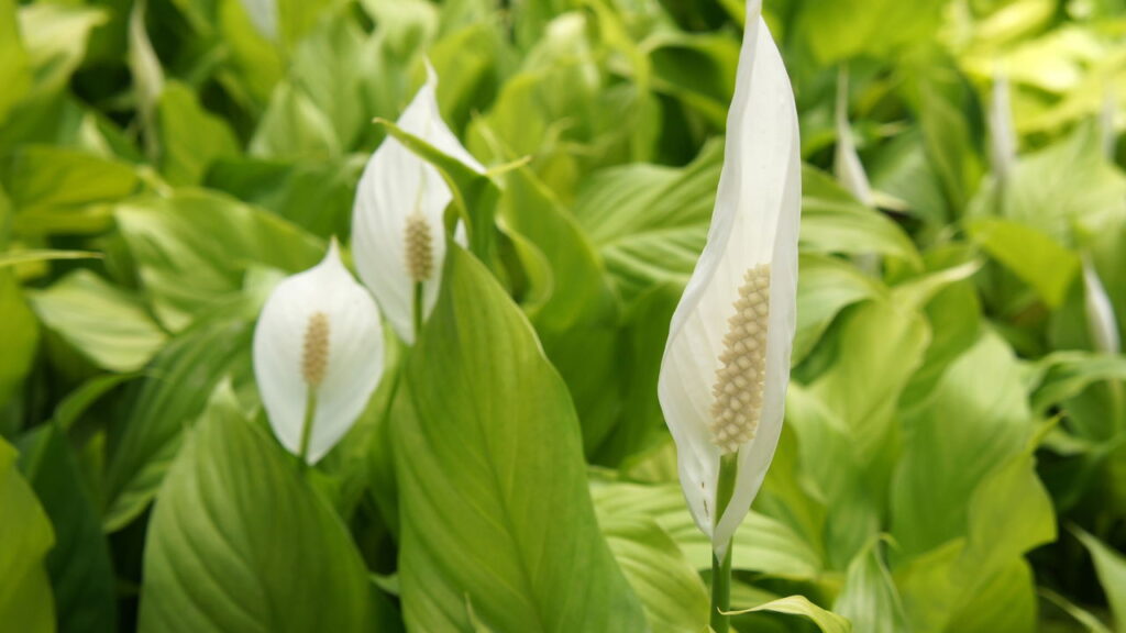 As plantas mais perigosas para ter dentro de casa