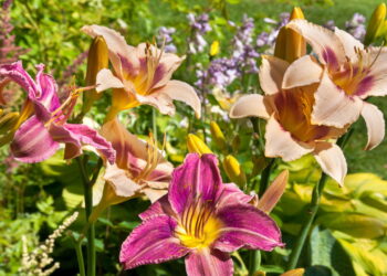 Além de deslumbrante essa flor é fácil de cultivar e vai perfumar sua casa!