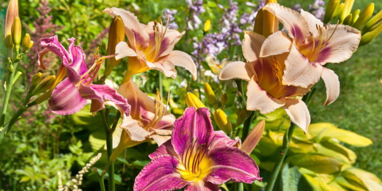 Além de deslumbrante essa flor é fácil de cultivar e vai perfumar sua casa!