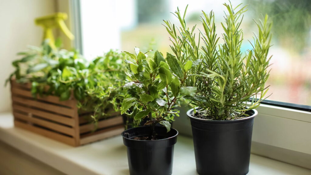 Nem spray anti-mofo, nem químico caro: esse truque evita manchas no guarda-roupa