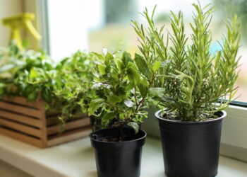 Nem spray anti-mofo, nem químico caro: esse truque evita manchas no guarda-roupa