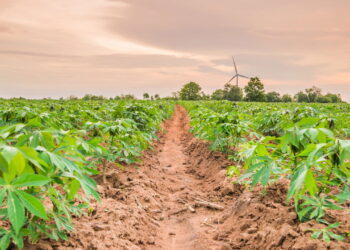 Uma das raízes mais versáteis e nutritivas pode ser cultivada com sucesso no seu quintal!
