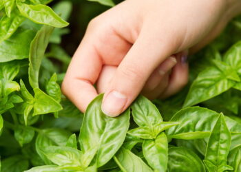 Ervas que protegem o jardim de pragas sem precisar de veneno