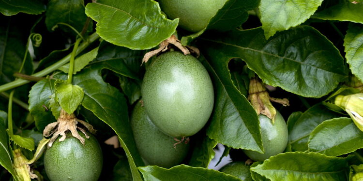 Este guia completo te ensina de forma rápida e fácil a cultivar maracujá