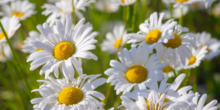 Aprenda a ter e cultivar uma das flores mais lindas do mundo em seu quintal!