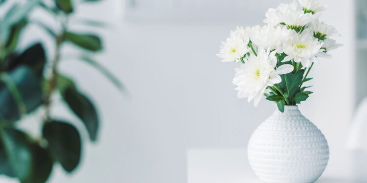 Essa flor vem ganhando popularidade devido à beleza e simplicidade no cultivo!