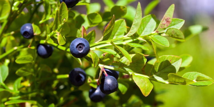 Fruta doce e intensa conquista os brasileiros com um cultivo fascinante