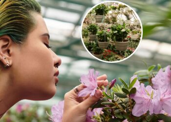 As 5 plantas que mais perfumam sua casa naturalmente!