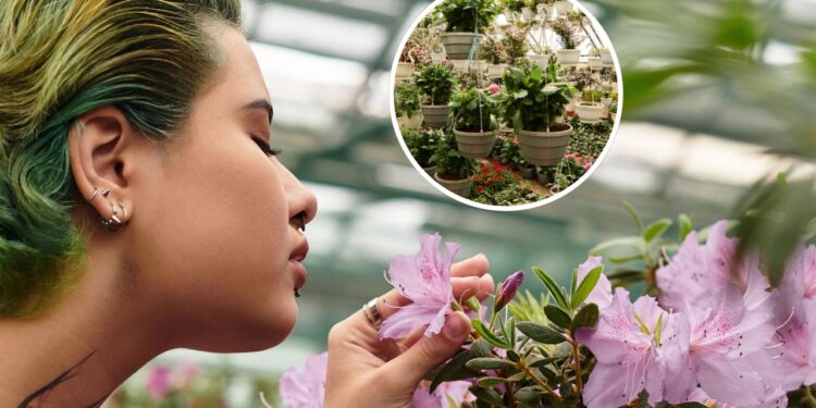 As 5 plantas que mais perfumam sua casa naturalmente!