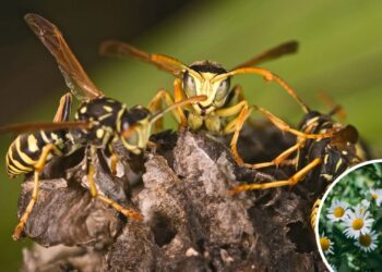 Chega de vespas na mesa e essa planta ajuda