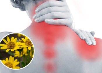 O segredo milenar por trás do anti-inflamatório mais respeitado da natureza