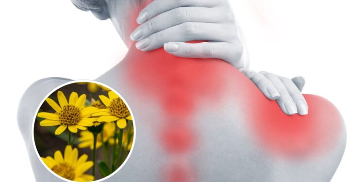 O segredo milenar por trás do anti-inflamatório mais respeitado da natureza