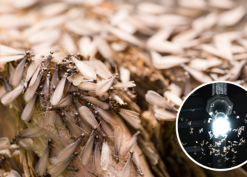 Adeus mosquitinhos de luz! Saiba o segredo para evitar essa infestação que muitos ignoram em casa