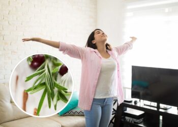 As 3 plantas mais poderosas para atrair saúde e proteção espiritual