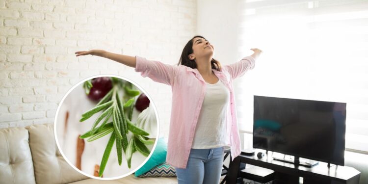 As 3 plantas mais poderosas para atrair saúde e proteção espiritual