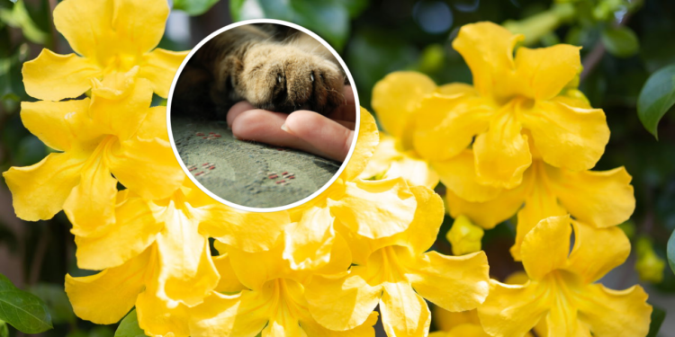 Unha-de-gato é a planta medicinal mais potente contra inflamações