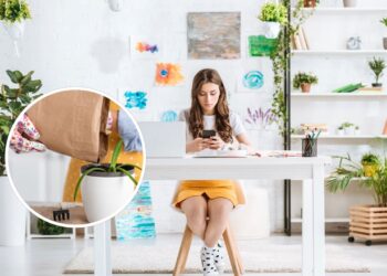 Sua casa pode ficar mais fresca com essas plantas queridinhas