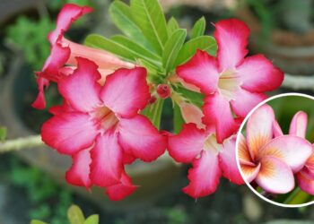 As 3 plantas mais resistentes do mundo vêm da África