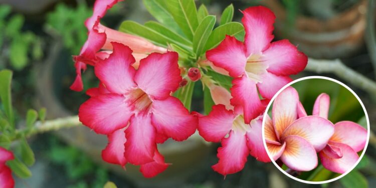 As 3 plantas mais resistentes do mundo vêm da África