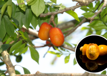 A fruta para plantar em casa que dá frutos o ano todo