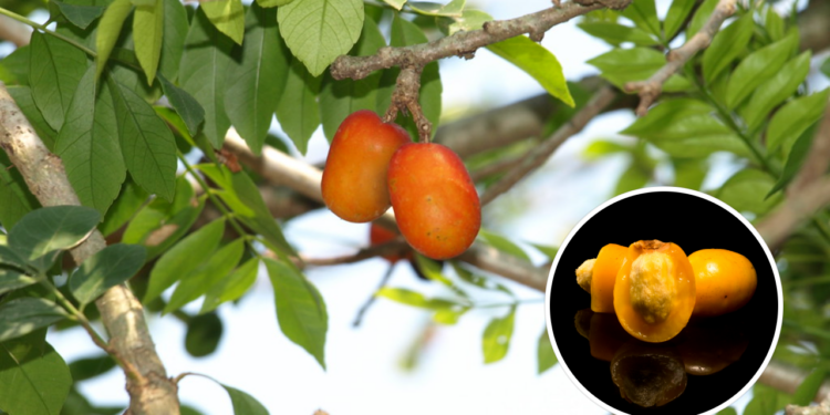 A fruta para plantar em casa que dá frutos o ano todo