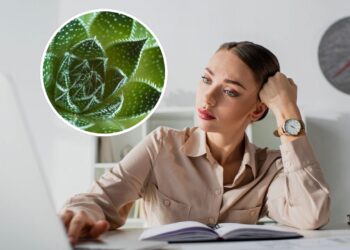 Top 5 plantas mais resistentes para quem vive na correria