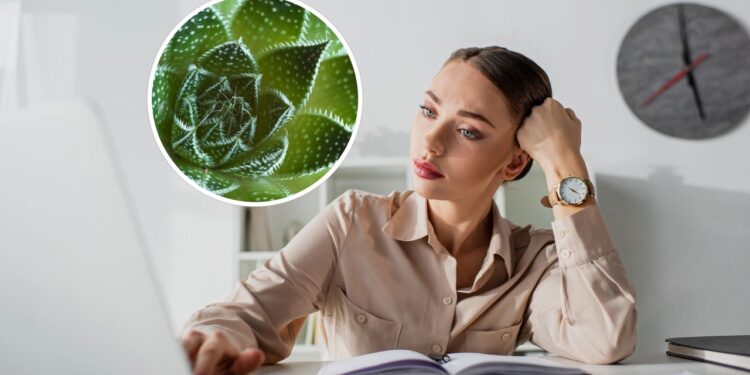 Top 5 plantas mais resistentes para quem vive na correria