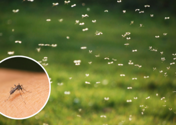 Aromas intensos que desorientam o olfato dos mosquitos e impedem sua aproximação