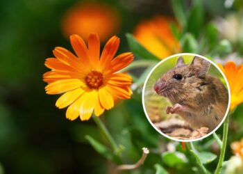 As 5 plantas mais eficientes para afastar ratos do seu quintal