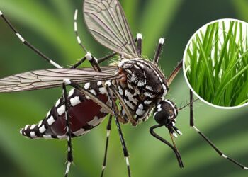 As 3 melhores plantas contra mosquito da dengue em casa