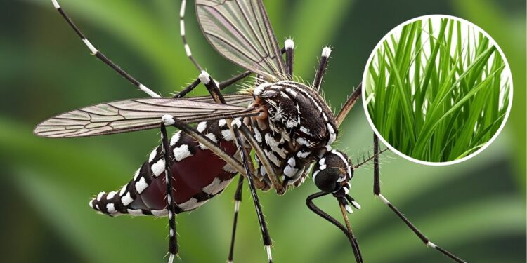 As 3 melhores plantas contra mosquito da dengue em casa
