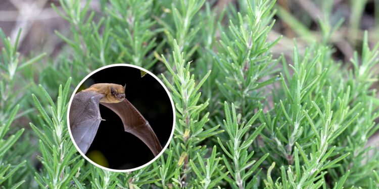 4 plantas que realmente afastam morcegos da sua casa