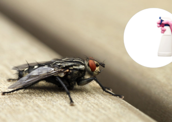 Repelência natural de moscas com uso de vinagre de maçã e óleos essenciais