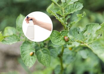 As 6 plantas perfeitas para criar um spray repelente natural